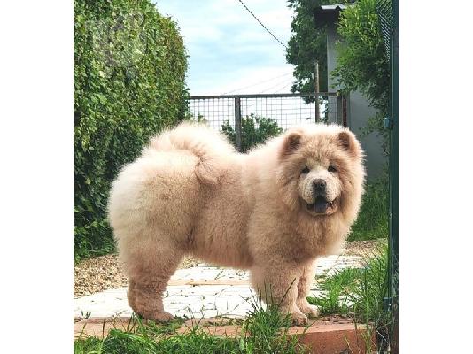 PoulaTo: Κουτάβια Chow Chow